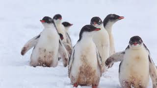 Gentoo Penguins [upl. by Fabyola]