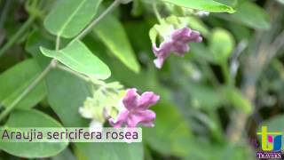 Araujia sericifera var rosea  Pépinières TRAVERS  Spécialiste des plantes grimpantes [upl. by Sweet]