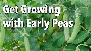 Get Growing with Early Peas [upl. by Enelrak]