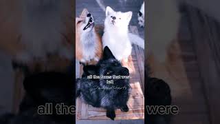 Domestication of wild foxes  The Silver Fox experiment [upl. by Lashondra275]