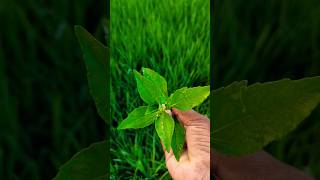 Eclipta prostrataகரிசலாங்கண்ணி brushing the teethherbal tooth plantnatureorganicvillageheaven [upl. by Edna]