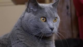 Cats 101  Chartreux [upl. by Haven]