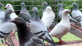 New Houben Racing Pigeon [upl. by Slavic]