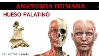 Hueso Palatino  Anatomía Humana en Odontología [upl. by Neufer]