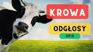 Krowa odgłosy i opis 🐄 Jak robi krowa Jak wygląda 🐄 Muczenie Krów [upl. by Raynell555]