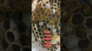 PAPER WASPS POLISTES IN THEIR NEST KYIV UKRAINE Паперові Оси Vespidae entomology [upl. by Ahsia405]