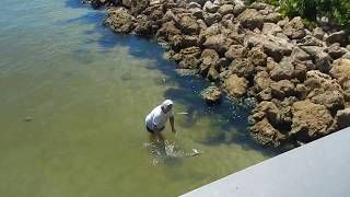 Sanibel Island Red Tide Filmed live 2018 footage [upl. by Khano901]