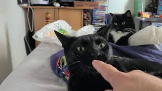 Annoying the mini Panther as Tuxedo Kitty watches unimpressed [upl. by Nemad]