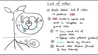 A2 Biology  Plant responses to abiotic stress OCR A Chapter 162 [upl. by Ethel]