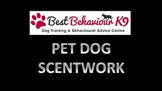 Scentwork Training at BBK9 [upl. by Itch470]