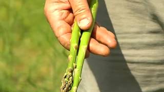 Asparagus Harvest  From the Ground Up [upl. by Diahann]