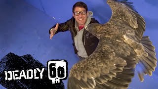 How does an eagle fly  Deadly 60  BBC Earth Kids [upl. by Ynneb]