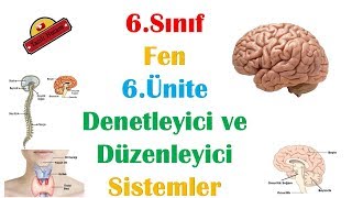 6Sınıf Denetleyici ve Düzenleyici Sistemler Konu Anlatımı Vücudumuzdaki Sistemler ve Sağlığı [upl. by Hild557]