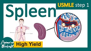 Spleen  Role of spleen in immunity  Red pulp vs white pulp  Splenomegaly  Splenectomy  USMLE [upl. by Waynant715]