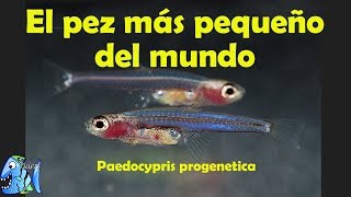 El pez mas pequeño del mundo Paedocypris progenetica [upl. by Eimarej]