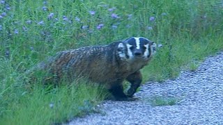 Wisconsin Badger Wild [upl. by Temirf]