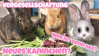 Vergesellschaftung  Neues Kaninchen [upl. by Annocahs]