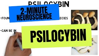 2Minute Neuroscience Psilocybin [upl. by La]