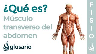 Músculo TRANSVERSO DEL ABDOMEN  Qué es ejercicios función origen e inserción [upl. by Meredeth]