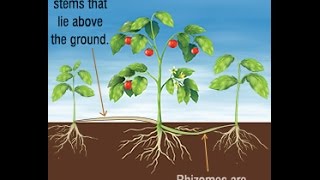 Differences and Similarities Between Stolons and Rhizomes [upl. by Radbun315]