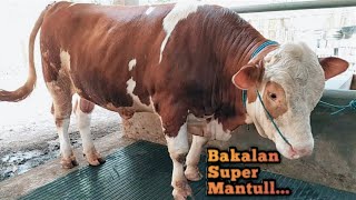 Sapi Simental Super  Di JUAL   2 Bakalan Super Mantul [upl. by Almeria461]