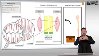 FitnessUni – Die Wahrheit über Muskelkater [upl. by Eramal919]