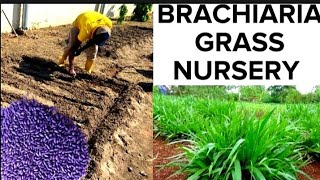 How to Grow Brachiaria GrassMulato GrassThe Wonder Grass for Cattle Rabbit Goat Livestock Farming [upl. by Imerej]