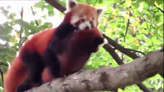 446 Panda červená ZOO Lešná Red Panda Kleiner Panda Ailurus fulgens [upl. by Leontine]