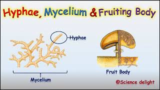 What is a hypha mycelium and fruiting bodyScience behind fruit body [upl. by Haldes]