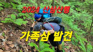 ☆강원도 오지산골 산삼산행 가족삼 발견☆ 봄나물산나물 산행도 함께 했어요 [upl. by Ellened]