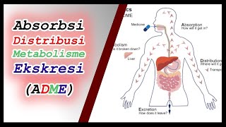 Fase Perjalanan Obat dalam Tubuh ADME  Proses Farmakokinetik Obat  Cara Kerja Obat Farmakologi [upl. by Kant]