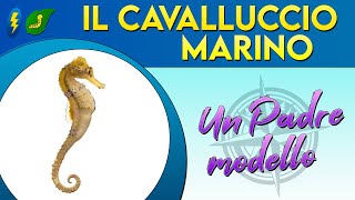 Il Cavalluccio marino un padre modello ⚡ [upl. by Aenyl]