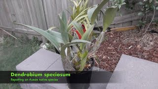 Repotting a Dendrobium Speciosum [upl. by Manning808]