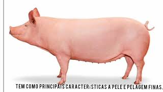 Large White Pig Farm For Meat  Great Ideas For Investment [upl. by Rodney]