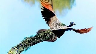 Peacock Flying High  Watch the Amazing Peacock Flight [upl. by Weikert]