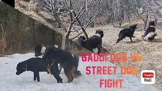 bhotia dog vs local dog fight viralvideo [upl. by Macario]