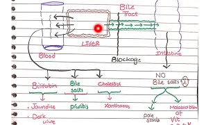 Cholestasis  Pathology [upl. by Onairelav475]