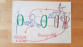 Fotosynthese einfach erklärt LichtreaktionPrimärreaktion [upl. by Read757]