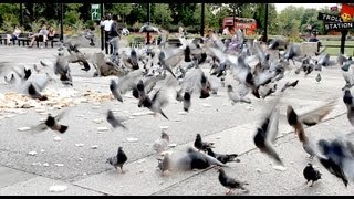 Trollstation Laxative Pigeon Prank [upl. by Chappie572]