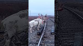 Nomads arctic reindeer herders nomadsofthefarnorthofyamal [upl. by Bullough126]