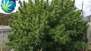 How Much Cannabis Marijuana Can One Plant Yield [upl. by Korwun588]