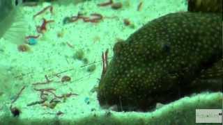 Antennenwelse im Aquarium HD TV [upl. by Bandeen290]