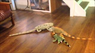 iguana vs toy [upl. by Ahsinirt862]