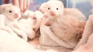 Ferret babies are grown up quickly From day 9 to day 30 [upl. by Harac]