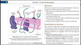 BACTERIOLOGY PHYSIOLOGY AND MORPHOLOGY [upl. by Iem]