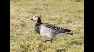 Barnacle Goose Farlington 28Jan2024 [upl. by Nagah]