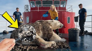 A polar bear injured by millions of barnacles was successfully rescued by a rescue team [upl. by Aihsitan]