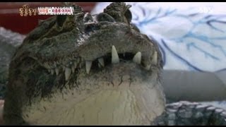 SUB 악어와 같이 사는 브라질 악어 아저씨 TV동물농장 AnimalFarm SBSstory [upl. by Yelnek]