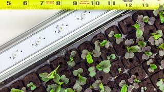 How far should my lights be from my seedlings [upl. by Dubois]