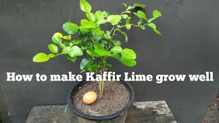 How to make Kaffir Lime grow well  my agriculture [upl. by Nysilla]